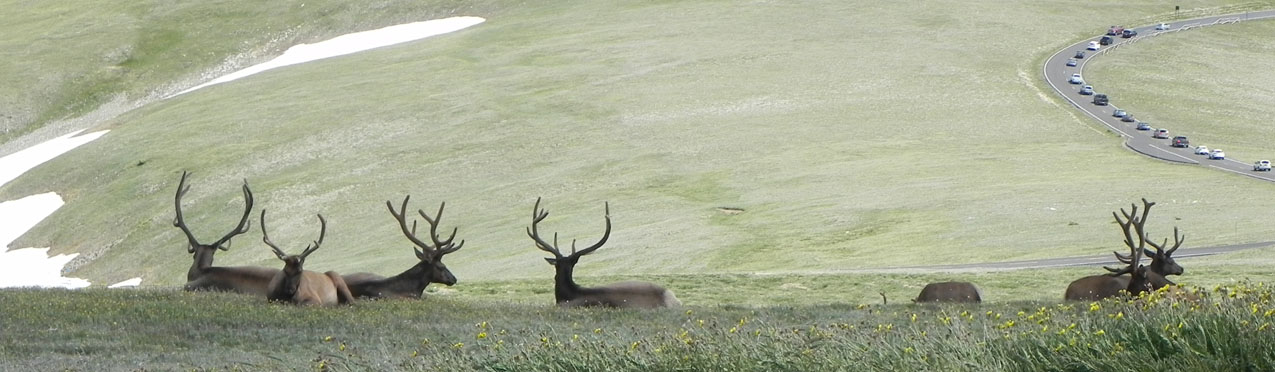 Elk in the Rocky Mountains